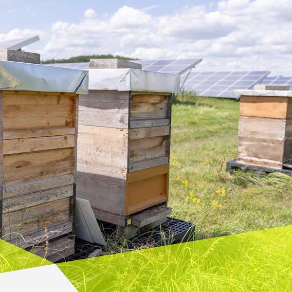 Es sind drei Insektenhotels zu sehen und im Hintergrund ist ein Solarpark.