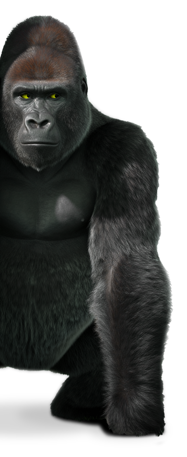 Gorilla steht frontal und schaut nach rechts zu dem Text. Er ist am linken Webseitenran angeschnitten.