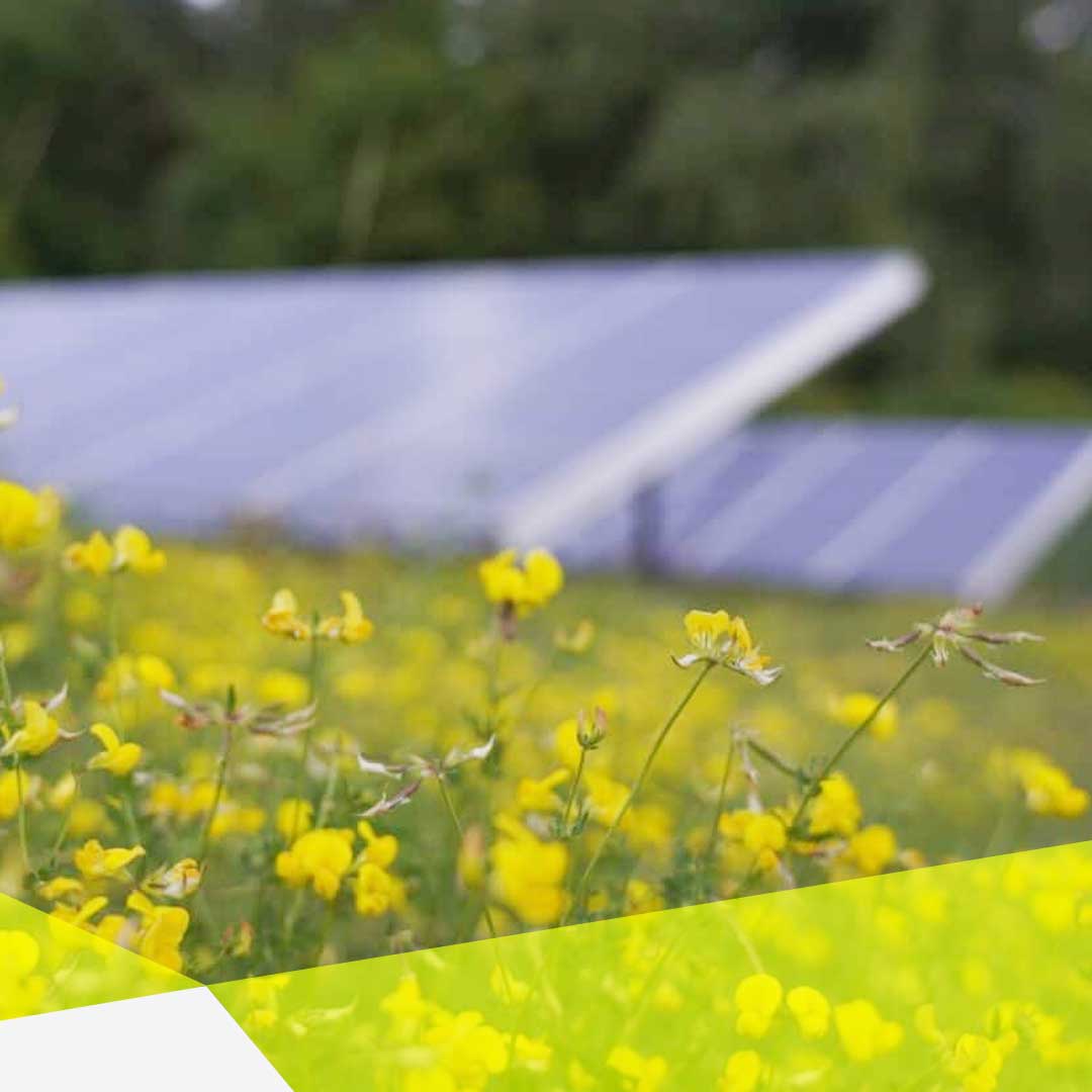 Im Vordergrund sind gelbe Blüten zusehen und verschwommen im Hintergrund sieht man zwei Reihen eines Solarparks mit Bäumen dahinter.