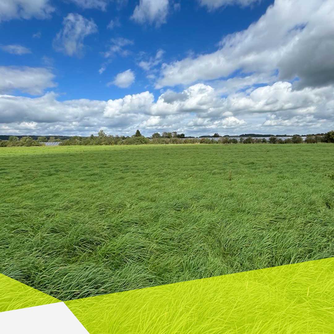 Man sieht eine grüne Wiese, mittig vom Bild ist der Horzizont mit Büschen und Bäumen, dahinter sind Solaranlagen leicht zu erkennen. Der Himmel ist hellblau und die Wolken weiß und bauschig.