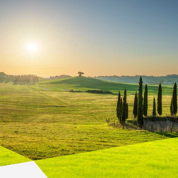 Weite Sicht auf eine leicht gewölbte Landschaft mit rechts sehr spitz gewachsenen Bäumen. Der Himmel hat einen Verlauf, er fängt unten orange an und oben wird er blau. Es scheint die Sonne und es ist ganz klar.