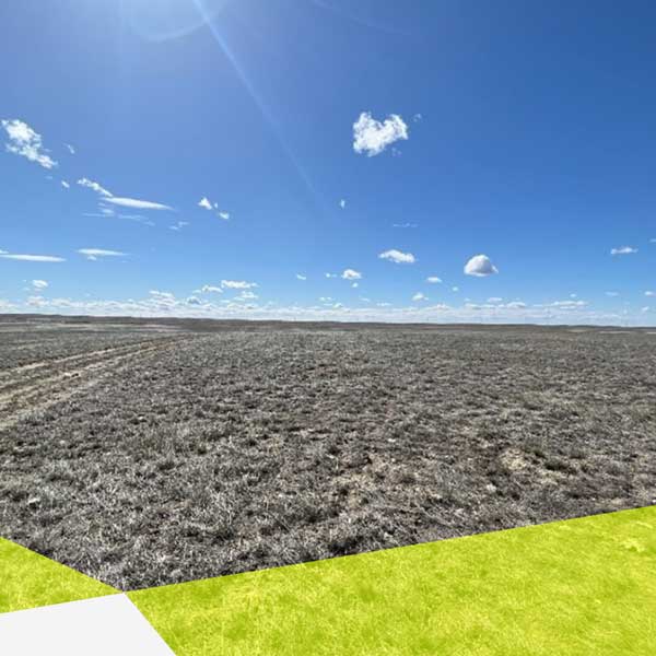 Es ist ein großes leeres Feld zu sehen mit vertrockneten Büscheln. Der Horizont teilt das Bild in der Mitte und es ist klarer blauer Himmel mit kleinen, vereinzelten Wolken.