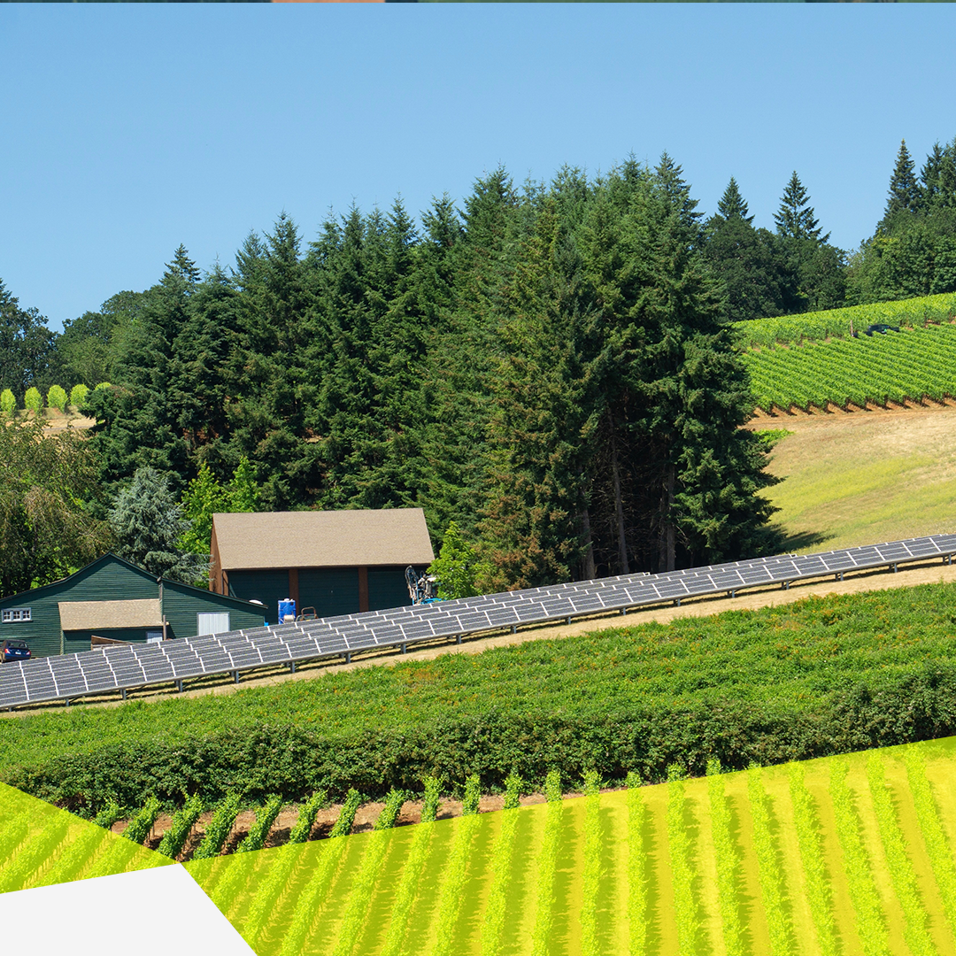 Weinberg mit Weinreben und einer Solaranlage.