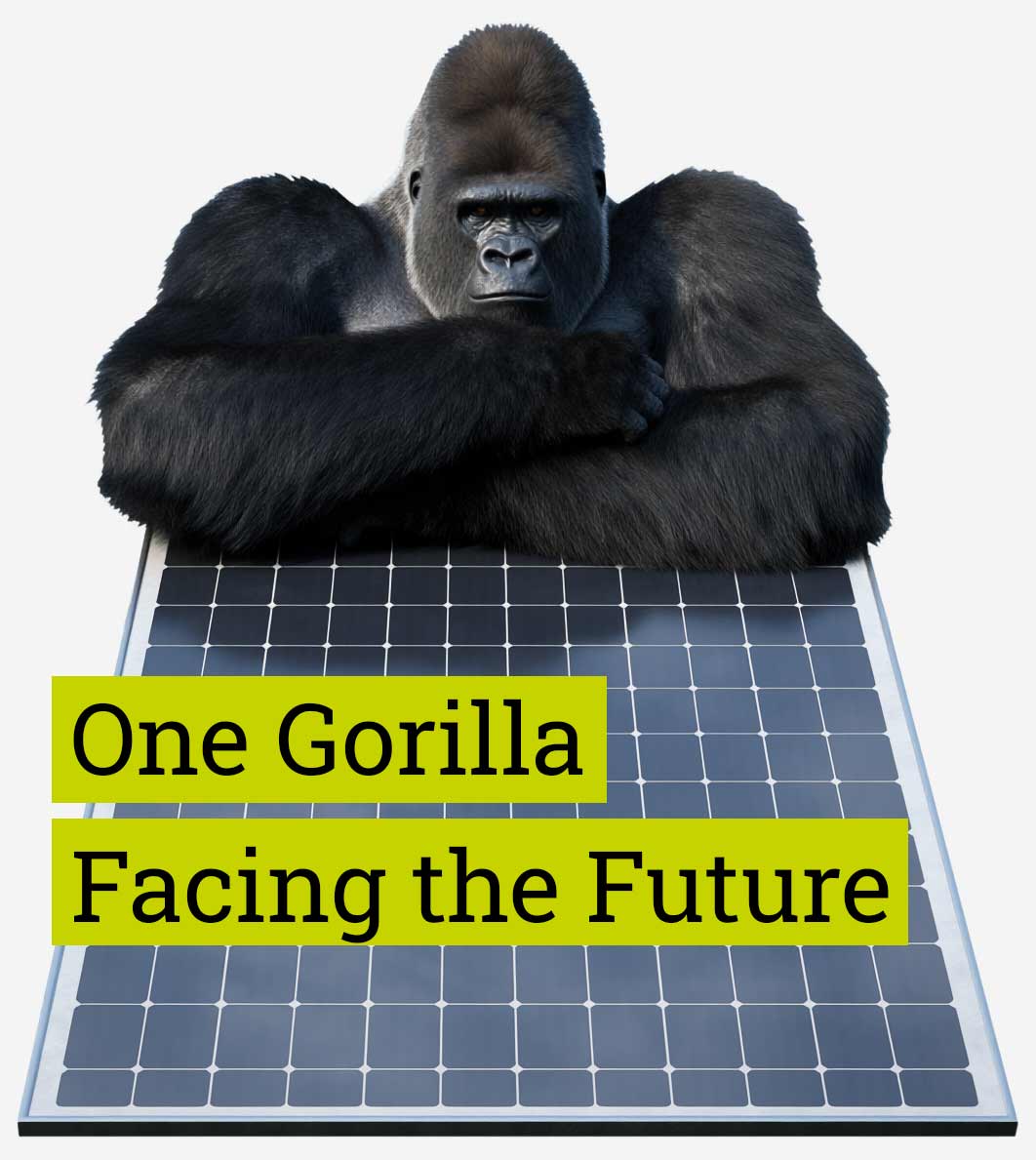 One Gorilla Facing The Future