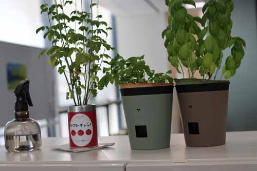 Plants in an office
